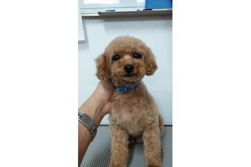 販売中のティーカッププードルの親犬